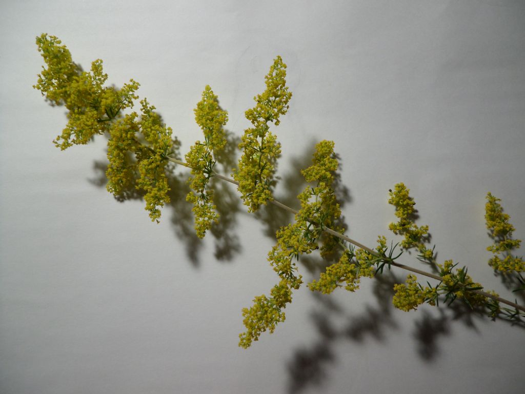 Galium verum / Caglio zolfino